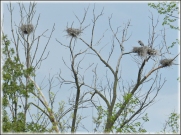 Picture of the same nesting area without a number of nests and supporting branches